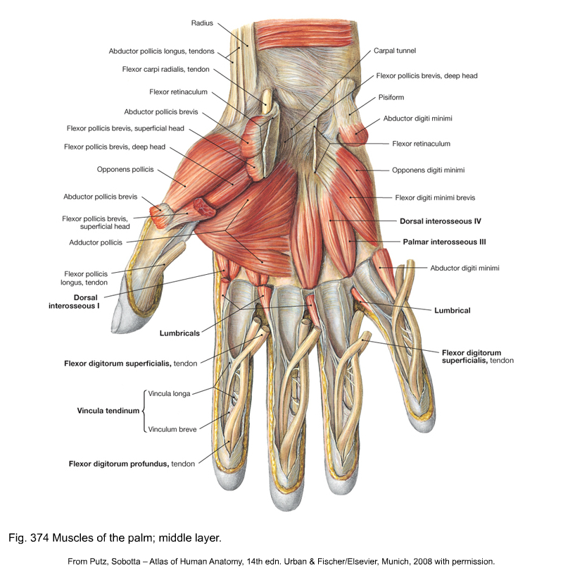 Hand Tendon Anatomy Anatomical Charts Posters