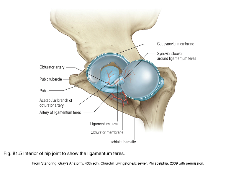 anatomy of the hip and buttock Musculoskeletal Key